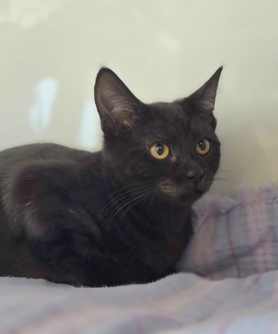 Nova  - Domestic Short Hair