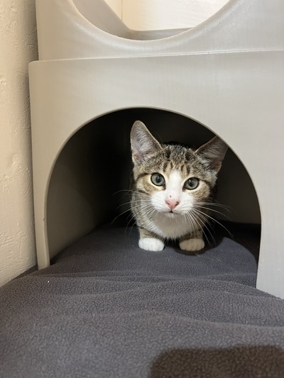 Bonnie - Domestic Short Hair