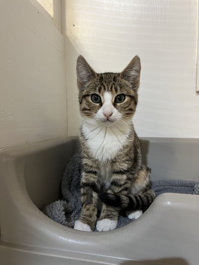 Clara - Domestic Short Hair