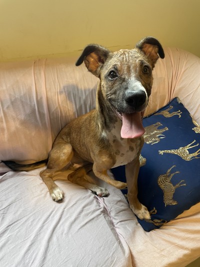 Peggy - Medium Cross Breed