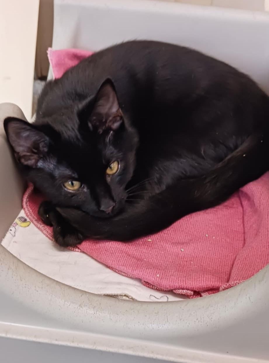 Gallery image: Rodger