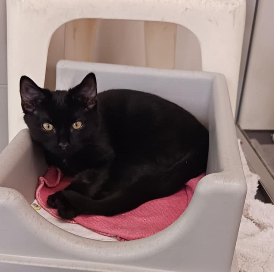 Gallery image: Rodger