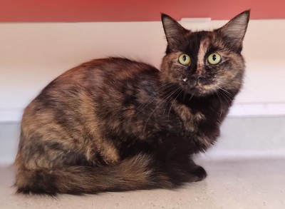 Polly  - Domestic Medium Hair