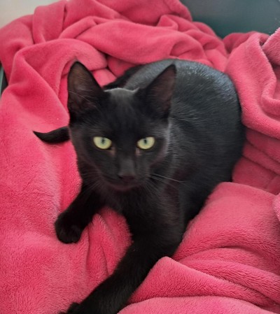 Grace - Domestic Short Hair