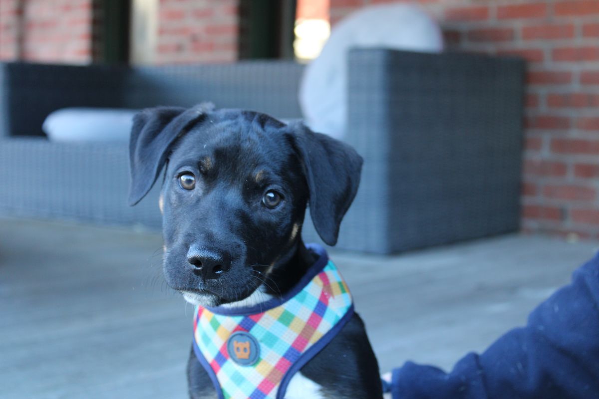 Gallery image: Diesel