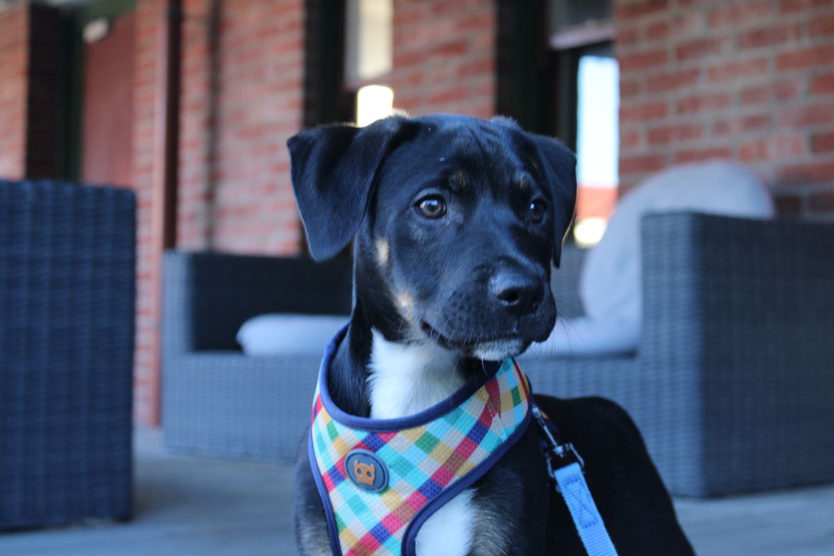 Gallery image: Diesel