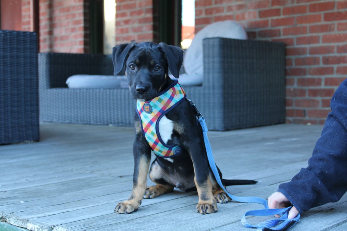 Gallery image: Diesel