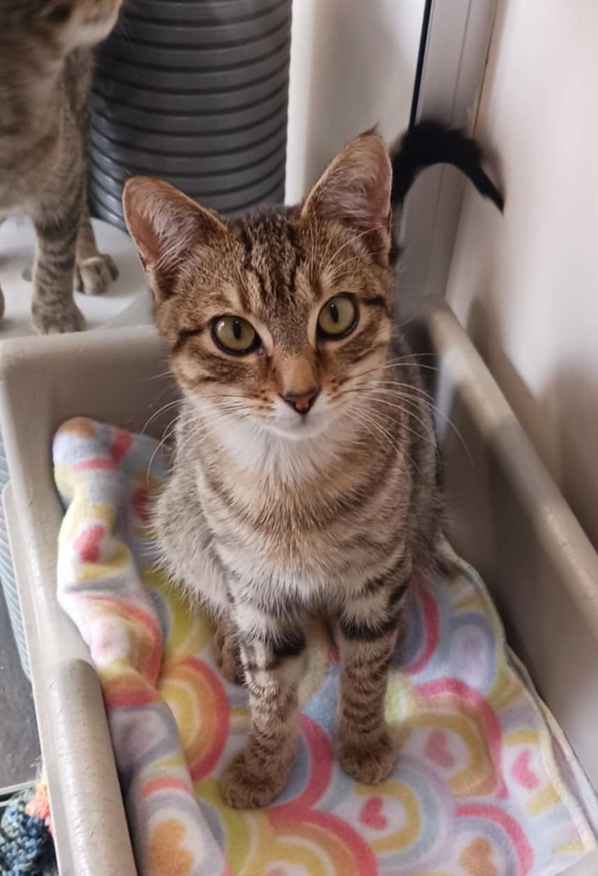 Gallery image: Angelo