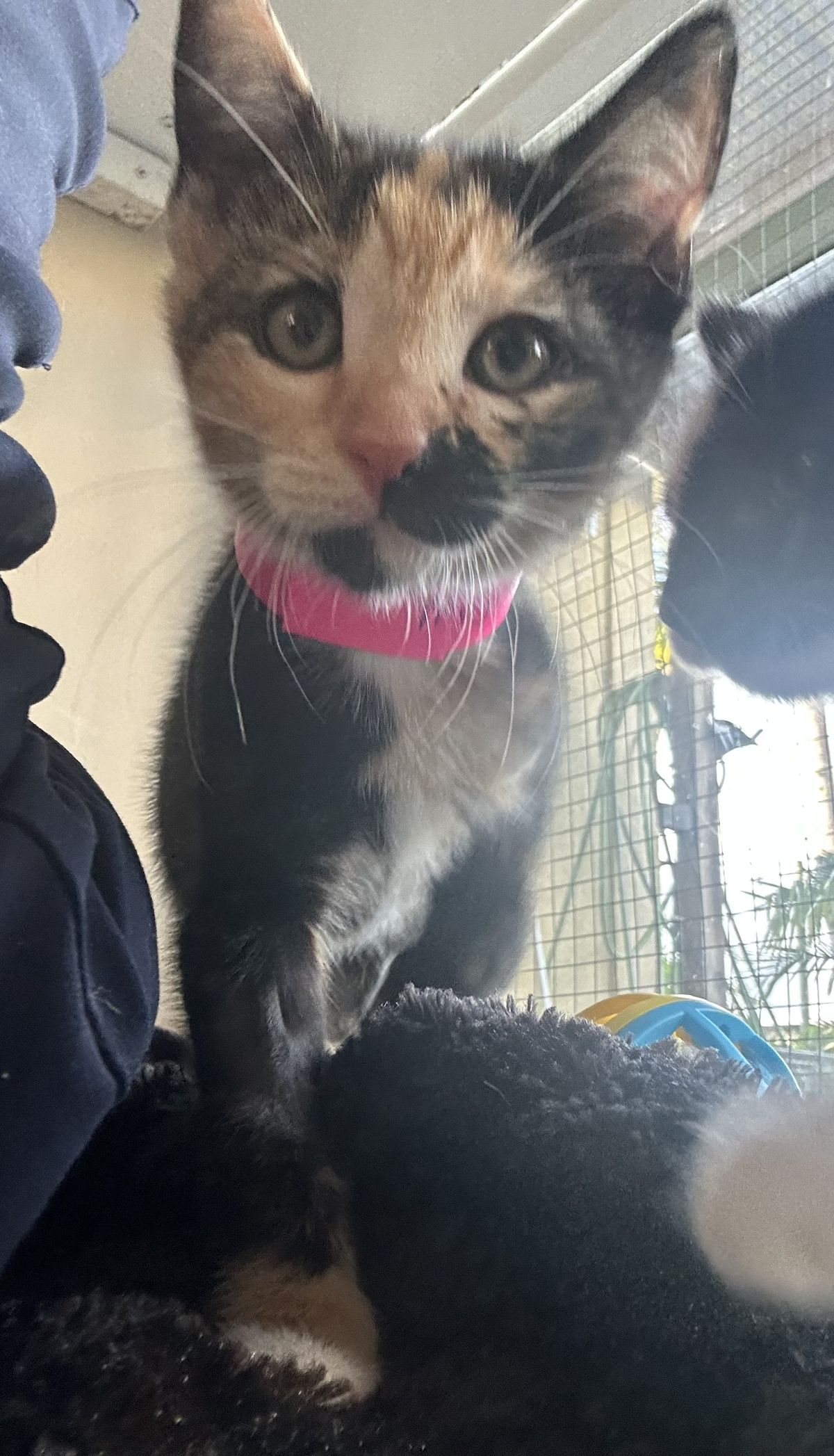 Gallery image: Mojito