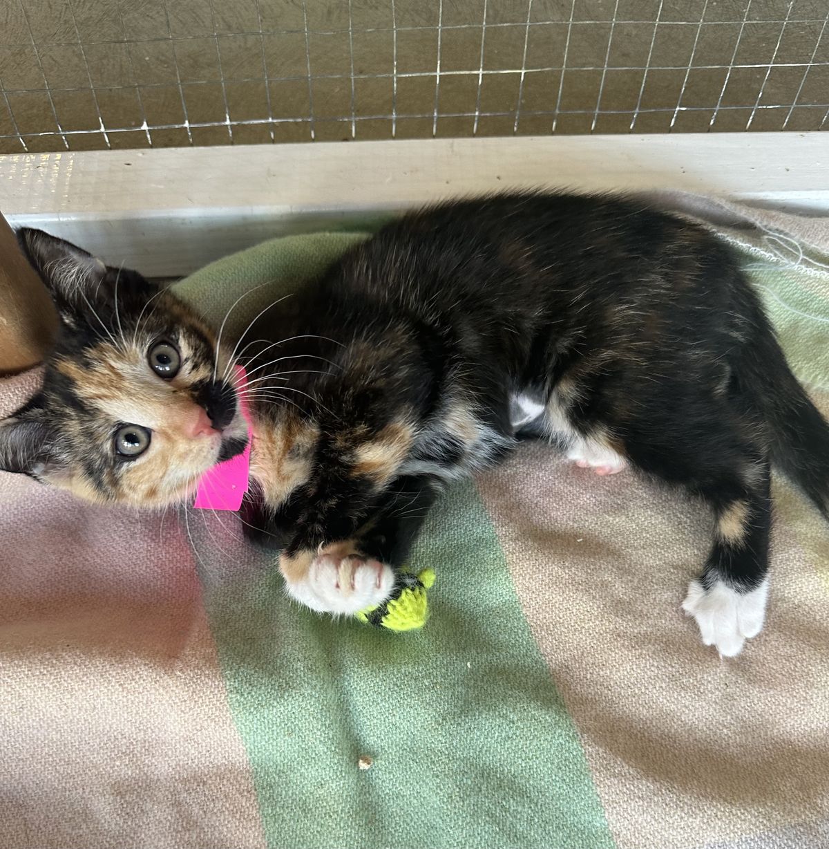 Gallery image: Mojito