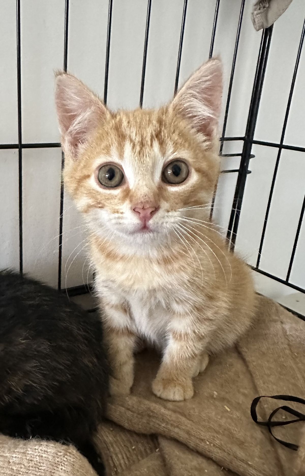 Gallery image: Dorito