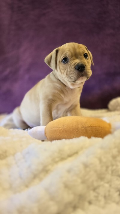 Jasper - Medium Cross Breed