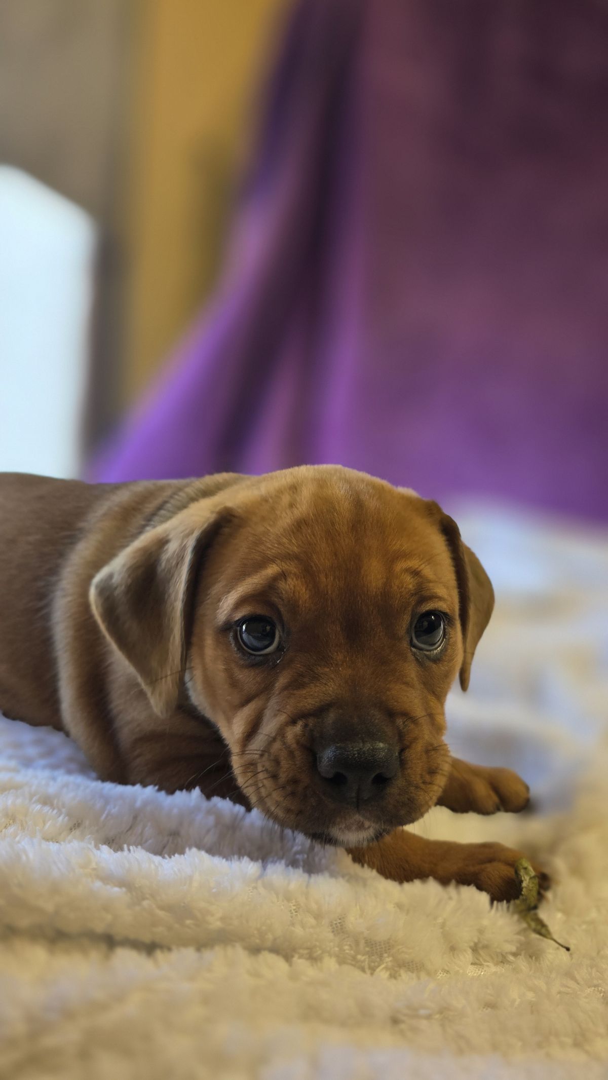 Gallery image: Daisy