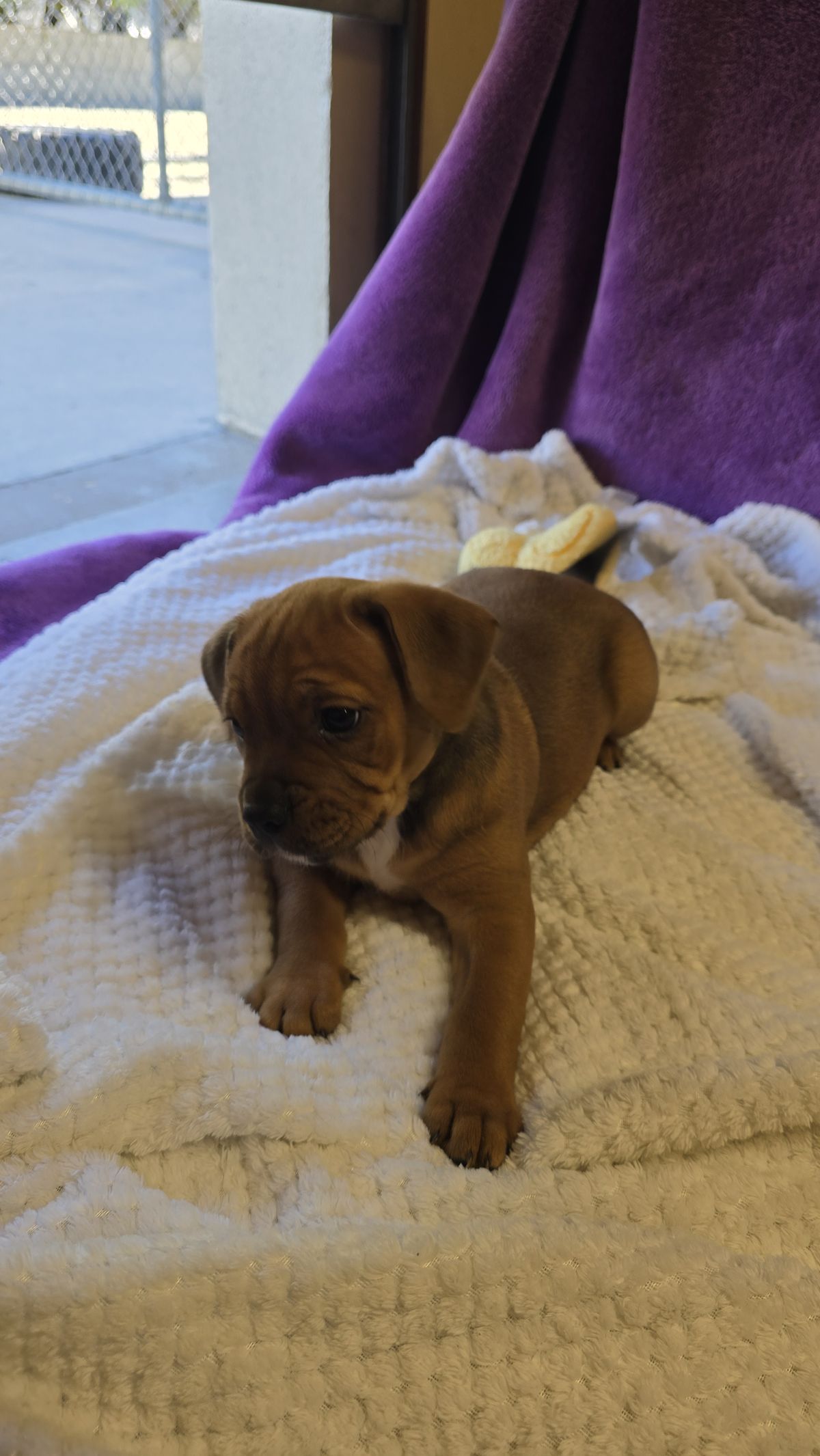 Gallery image: Daisy