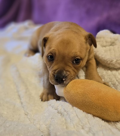 Arthur - Medium Cross Breed