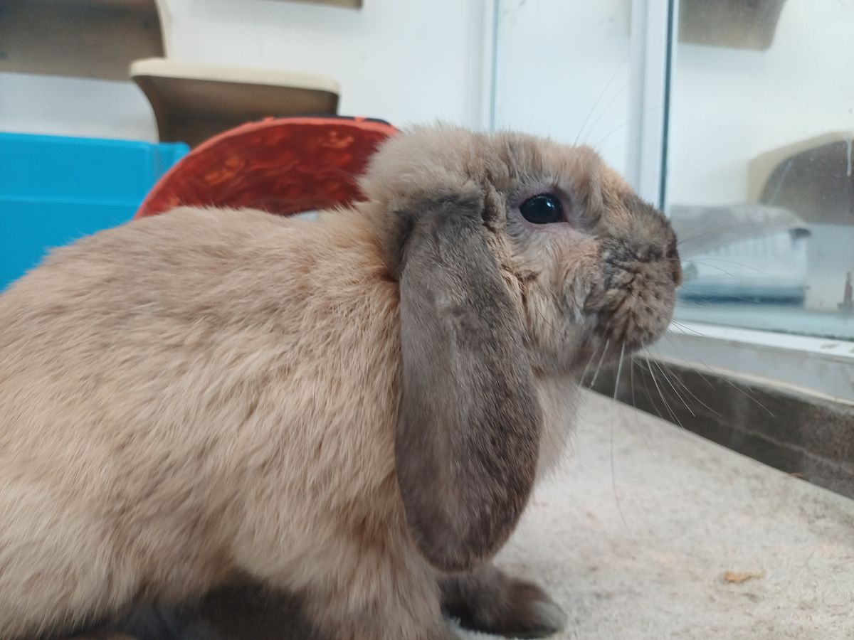 Gallery image: Bean Sprout