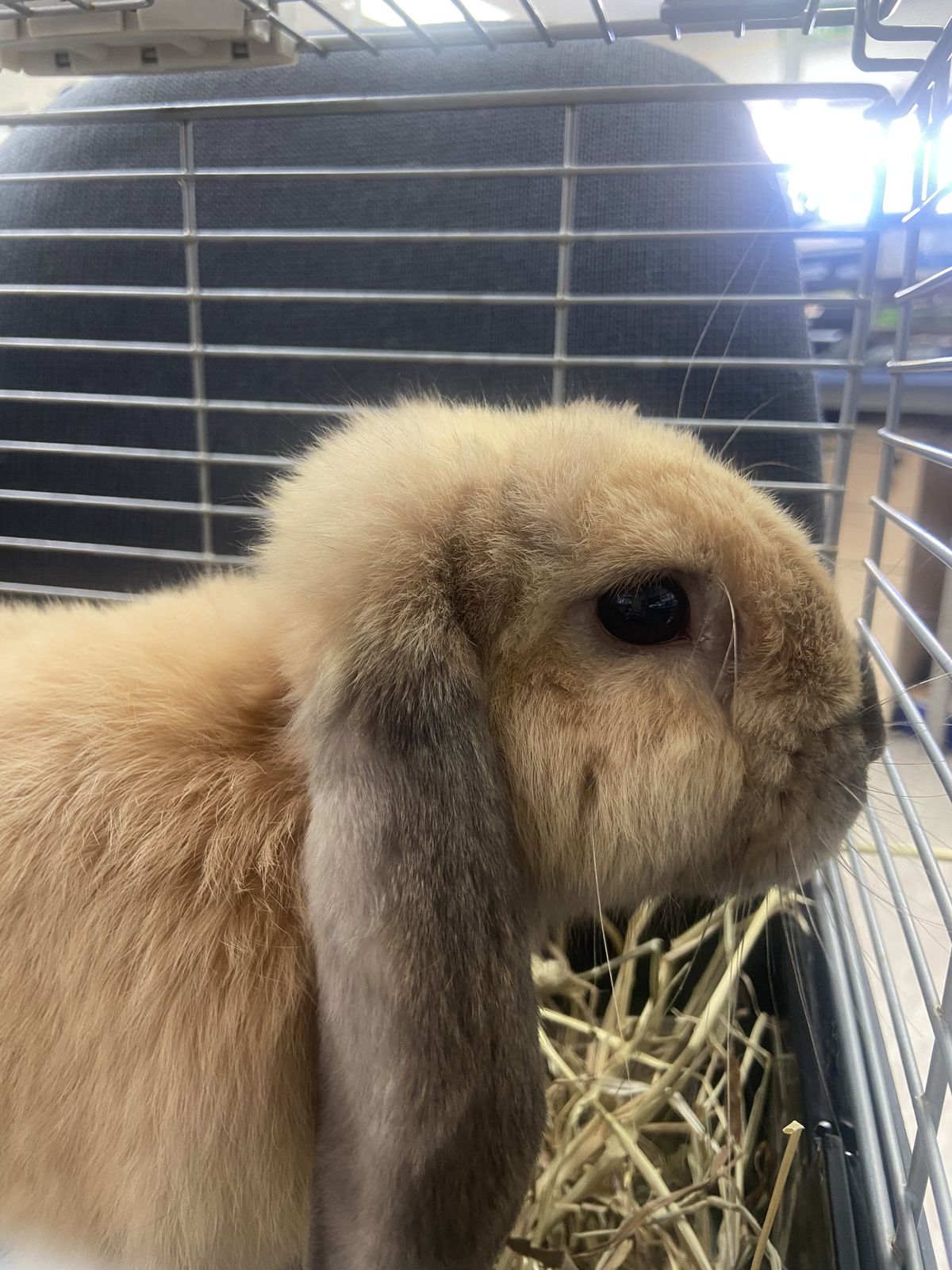 Gallery image: Bean Sprout