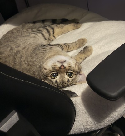 Stratus - Domestic Short Hair