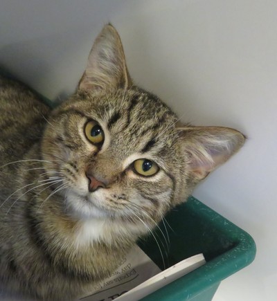 Mars - Domestic Short Hair