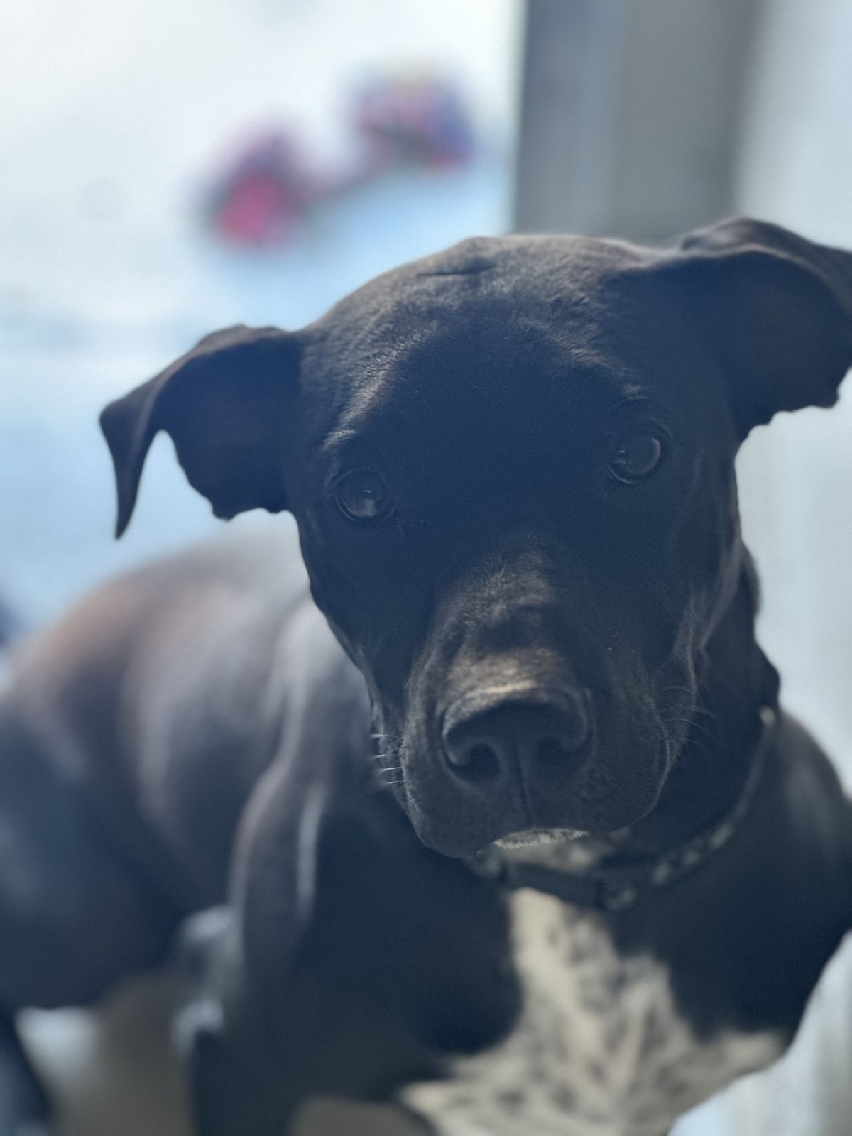 Gallery image: Rocky