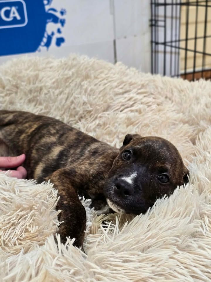 Gallery image: Eddie