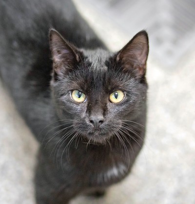 Fox - Domestic Short Hair