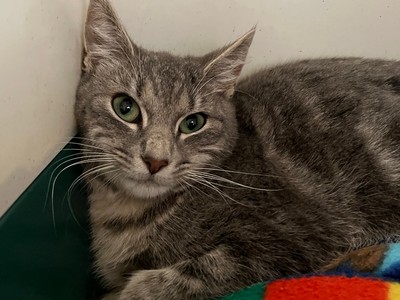 Benny - Domestic Short Hair