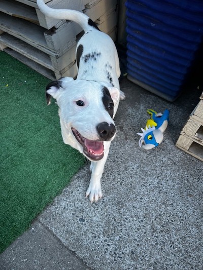 Oreo - Medium Cross Breed