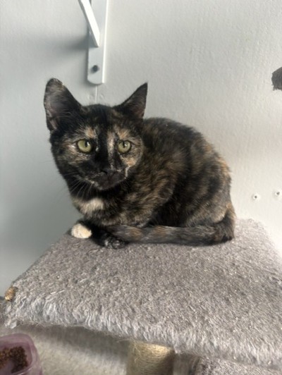 Speckle  - Domestic Short Hair