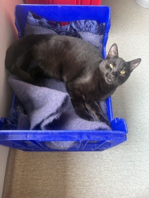 Gallery image: Nacho