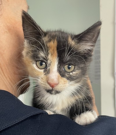 Tiffany - Domestic Short Hair