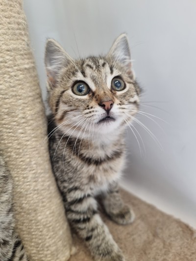 Lee - Domestic Short Hair