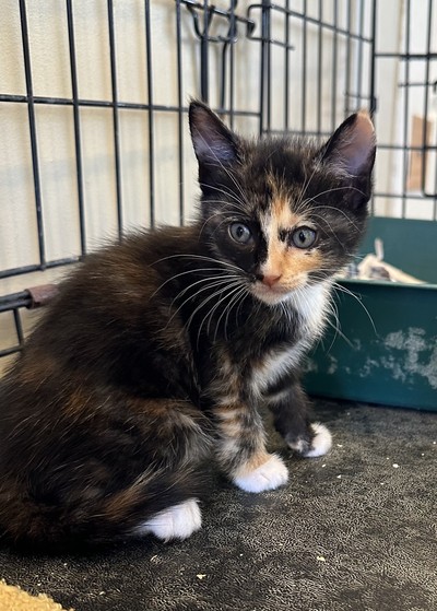 Mimosa - Domestic Short Hair