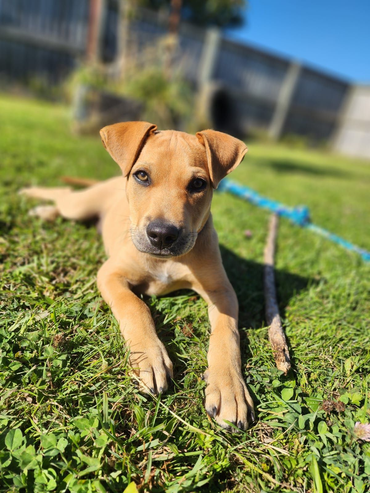 Gallery image: Huckleberry