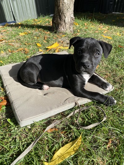Dove - Medium Cross Breed