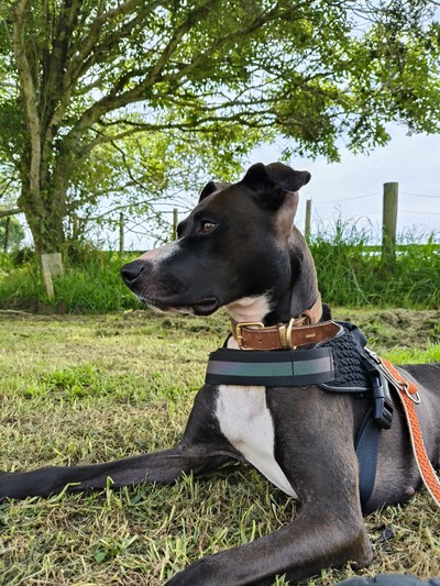 Simba - Medium Terrier Cross