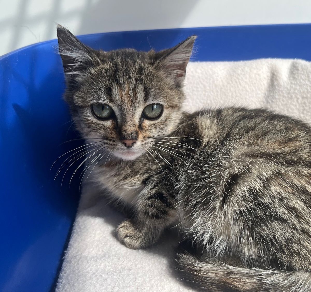 Gallery image: Penny