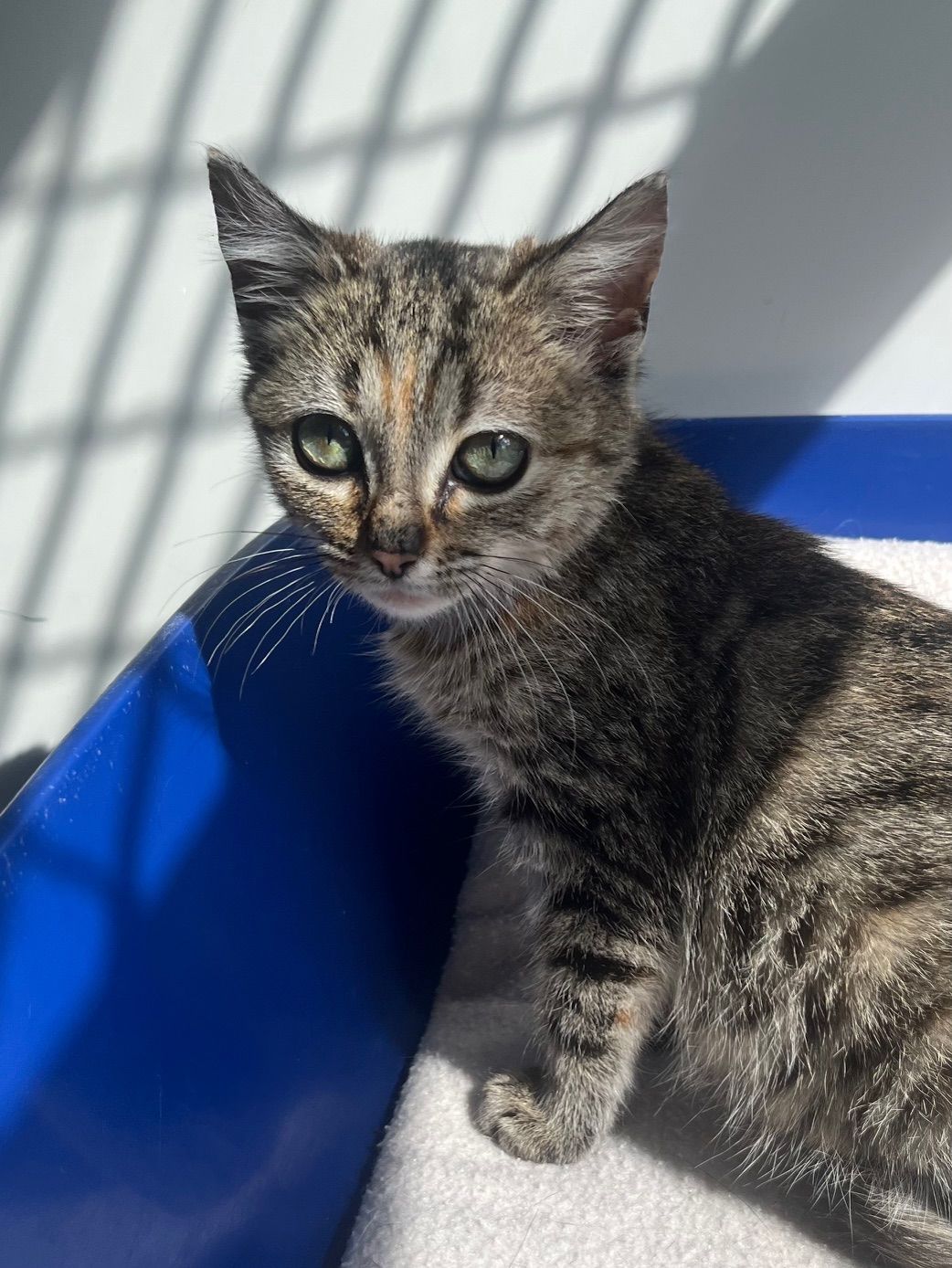 Gallery image: Penny