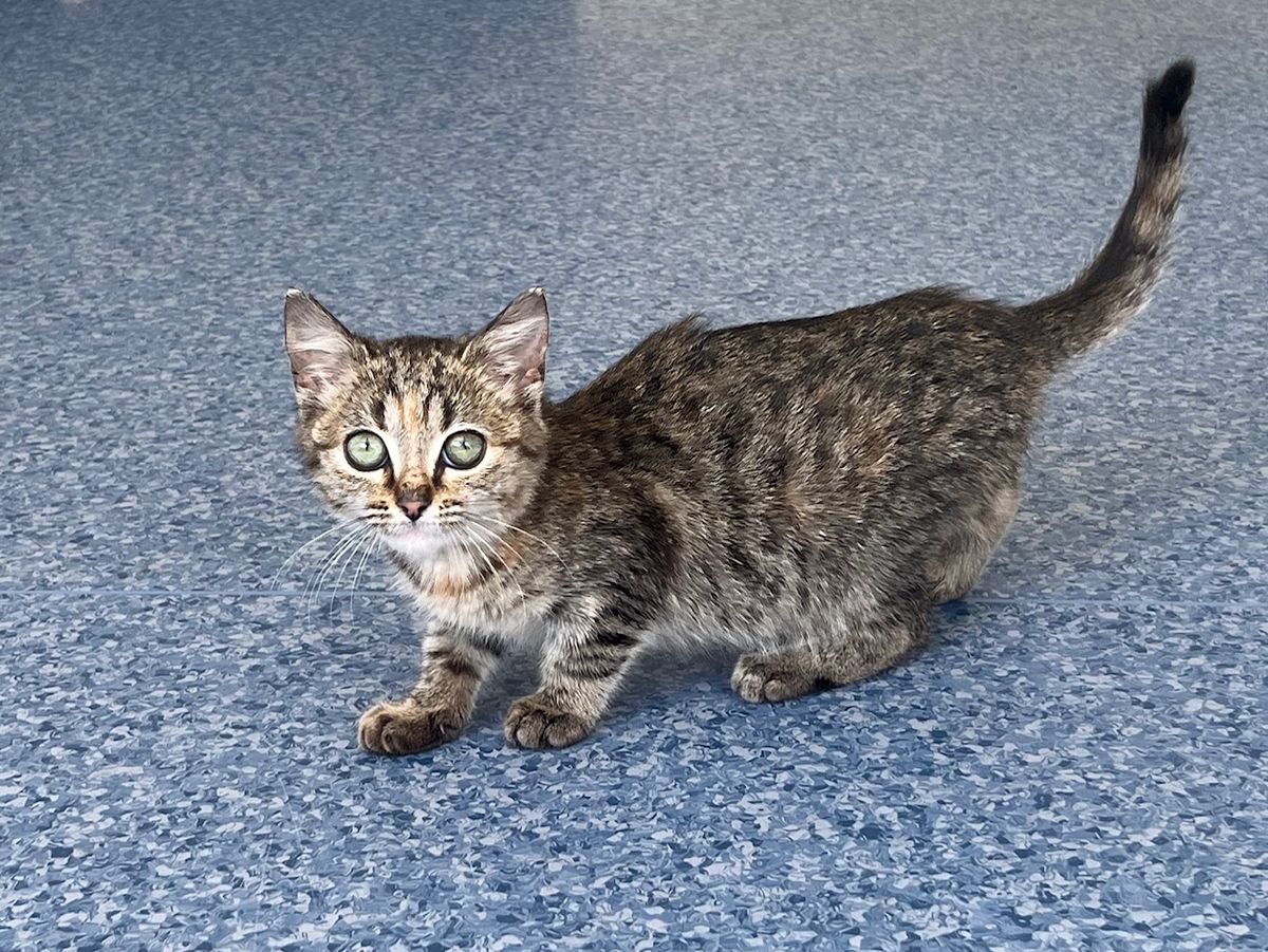 Gallery image: Penny