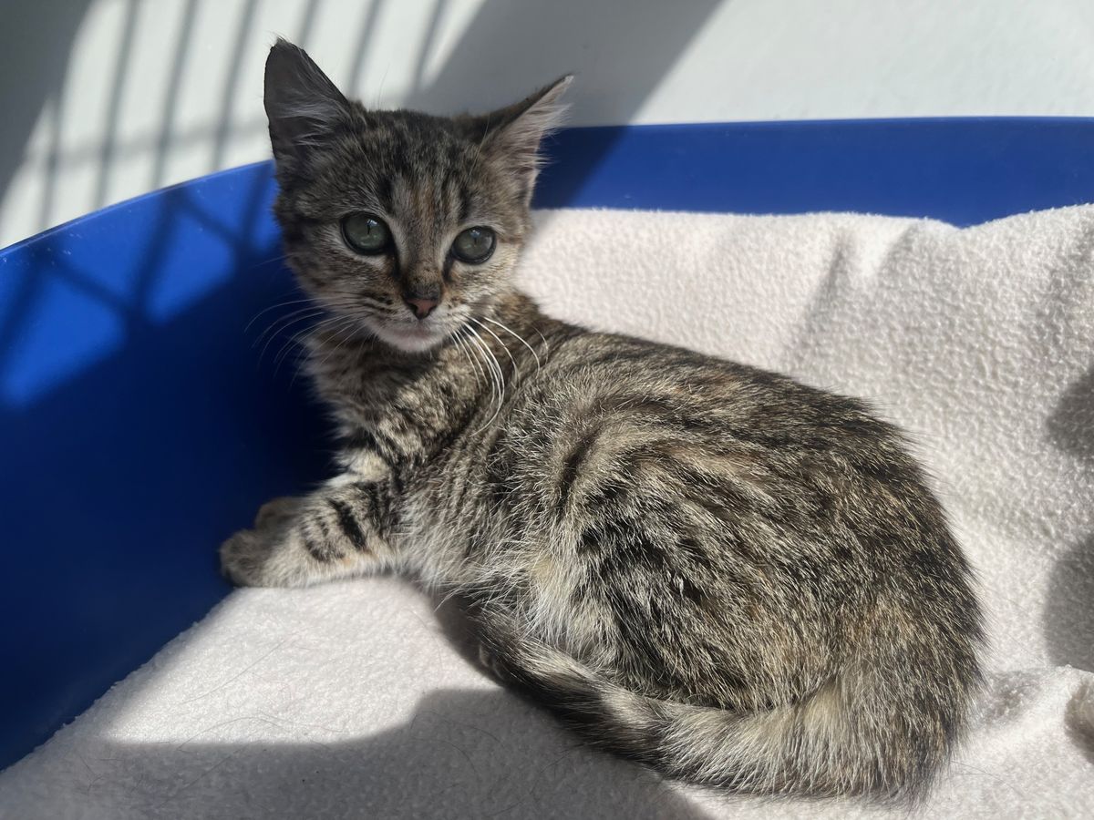 Gallery image: Penny