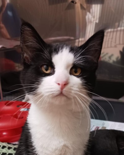 Picasso - Domestic Short Hair