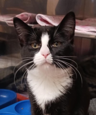 Freda - Domestic Short Hair