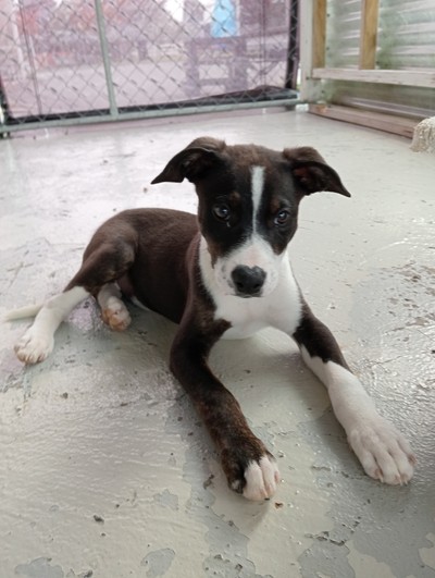 Flynn - Medium Cross Breed