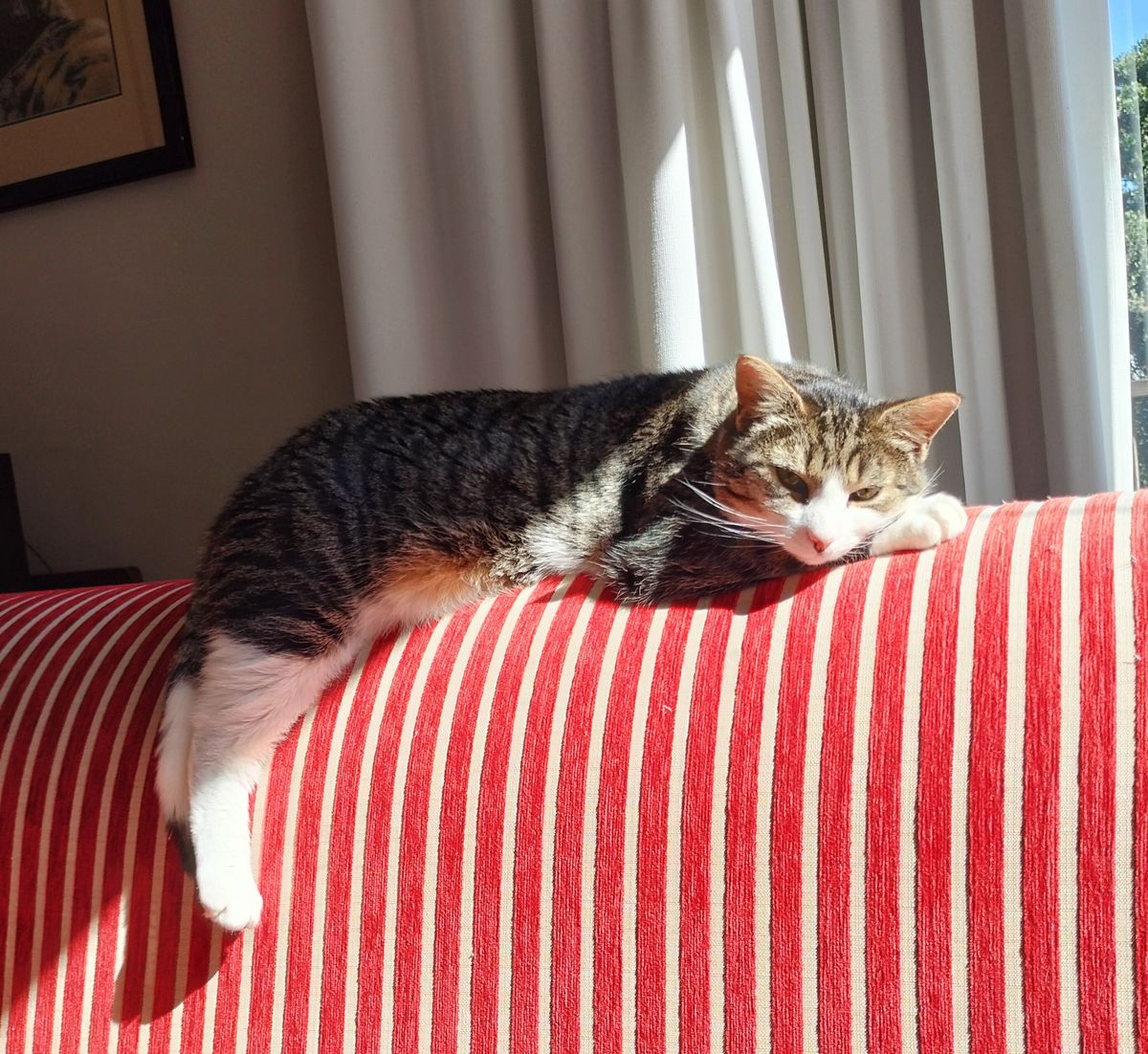 Gallery image: Jasari