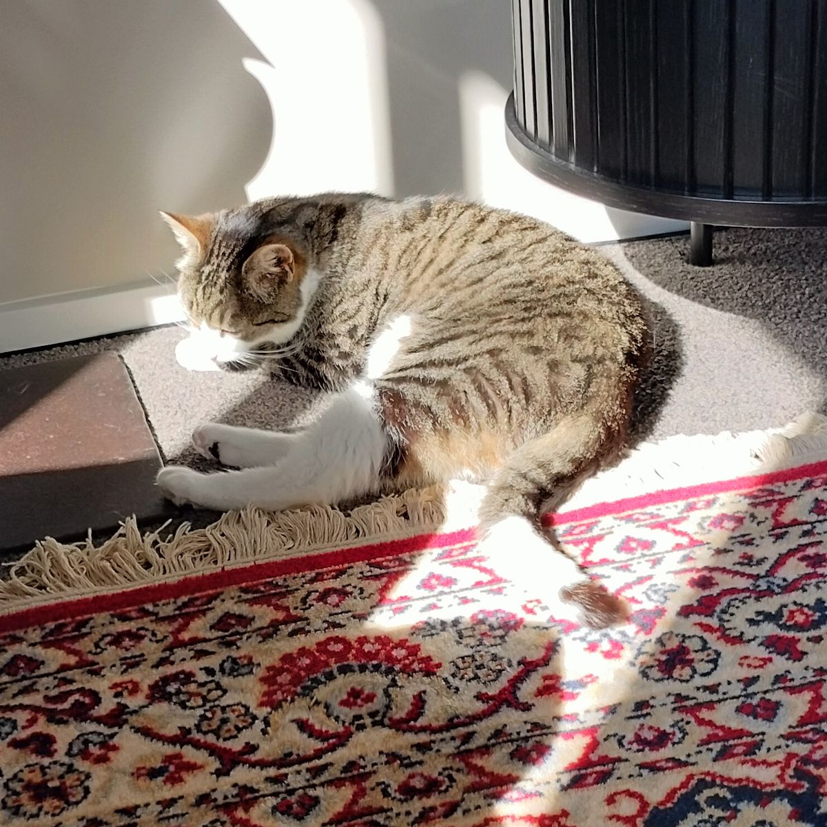 Gallery image: Jasari