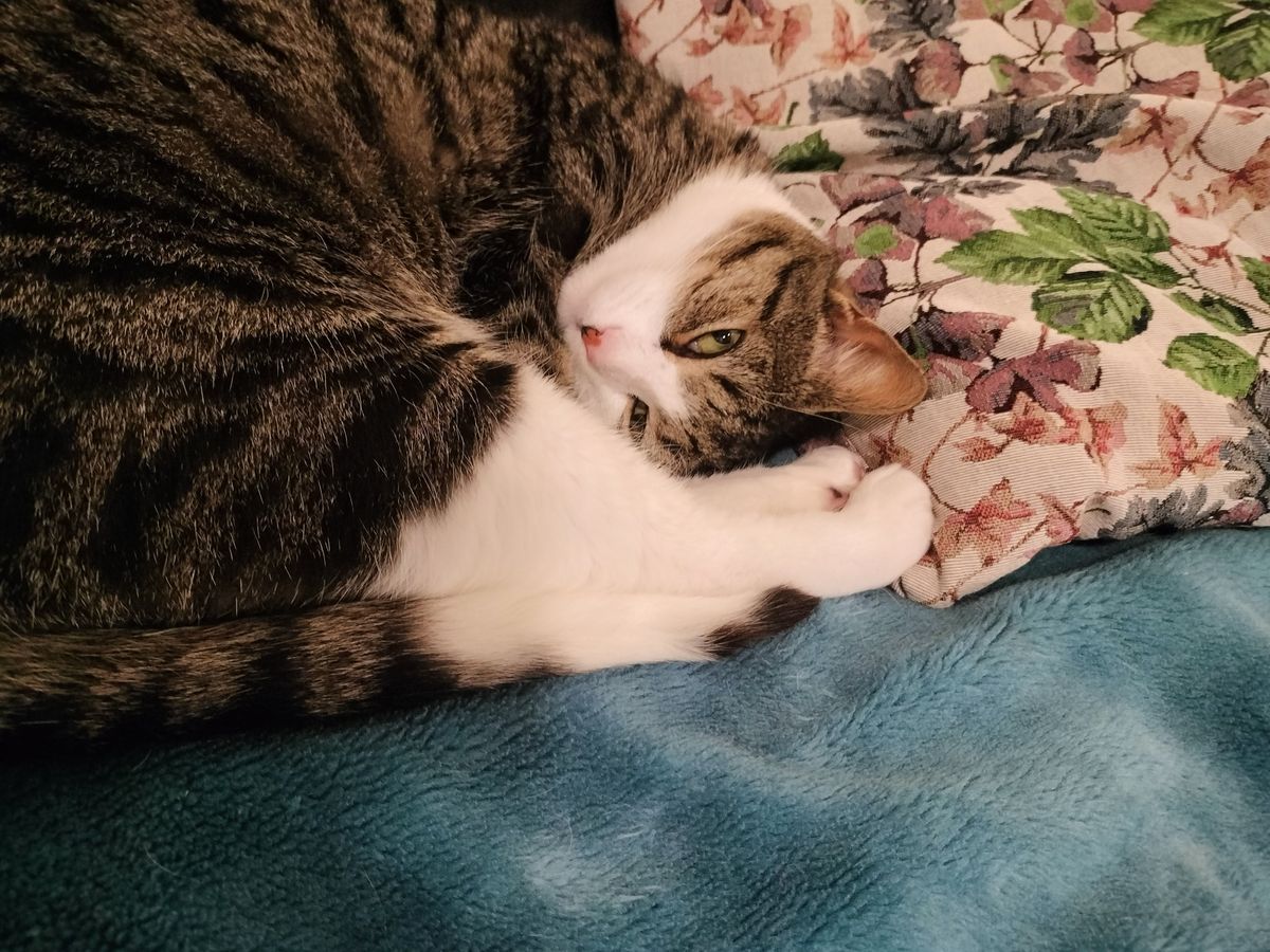 Gallery image: Jasari