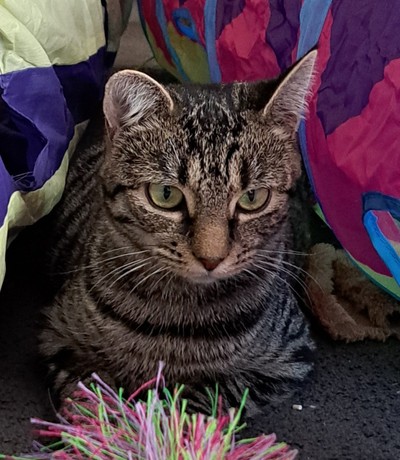 Lolly - Domestic Short Hair