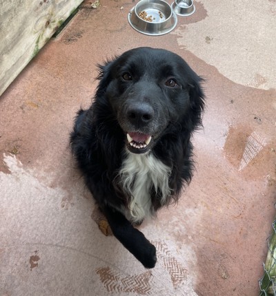 Oreo - Medium Cross Breed