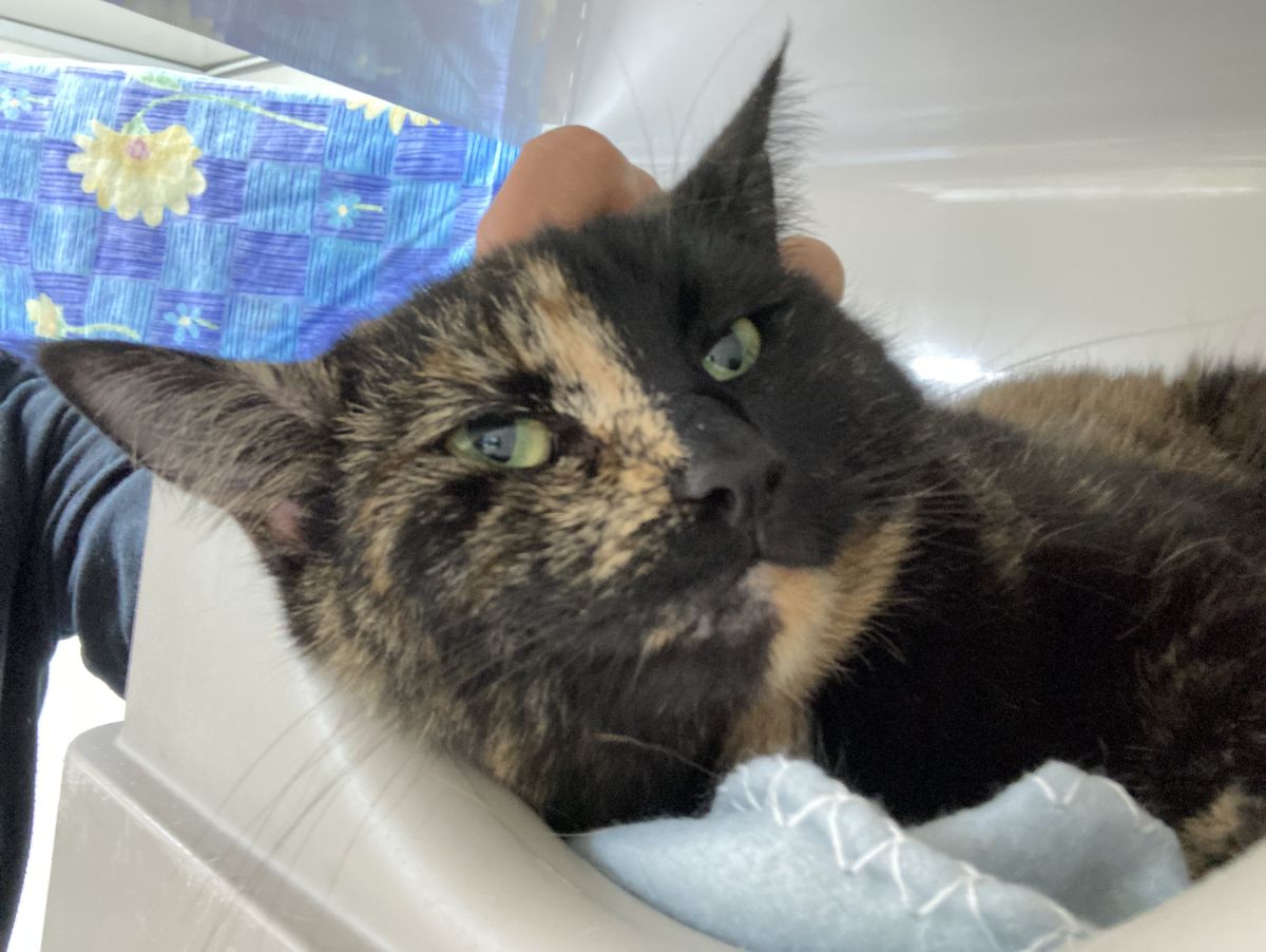 Gallery image: Kylie