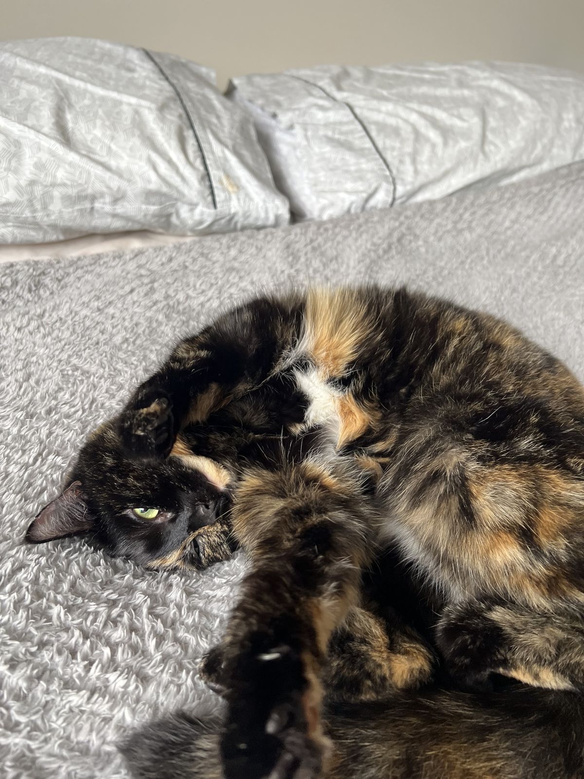 Gallery image: Kylie